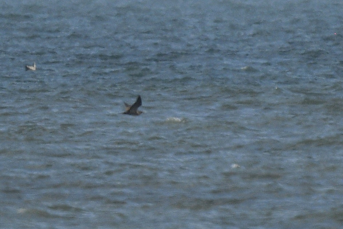 Sula fosca - ML646020945