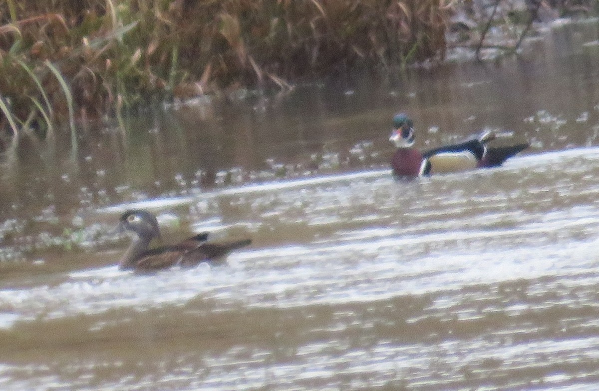 Canard branchu - ML646020948