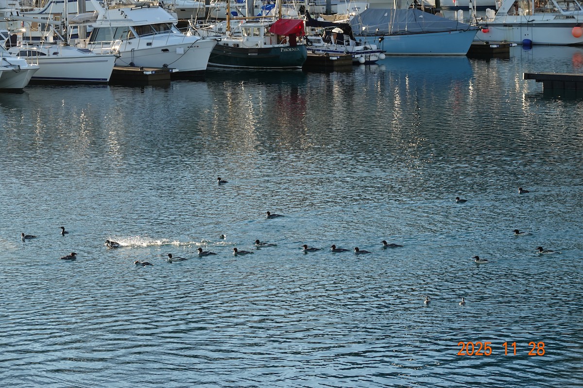 キタホオジロガモ - ML646020958