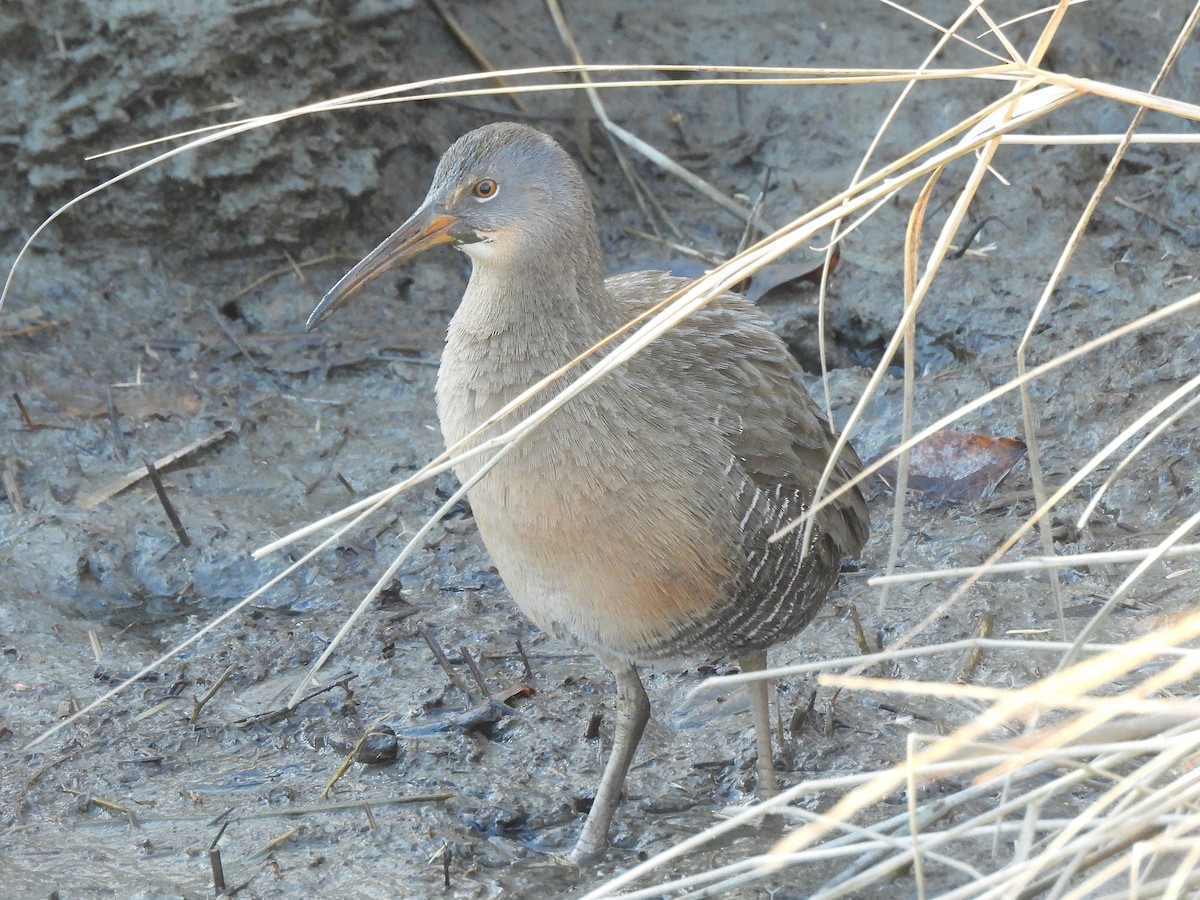 Clapper Rail - ML646020959