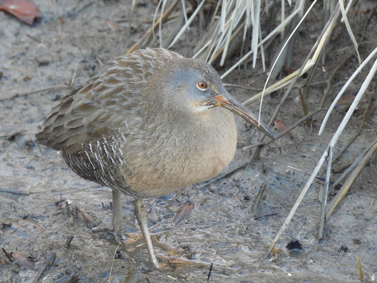 Clapper Rail - ML646020960