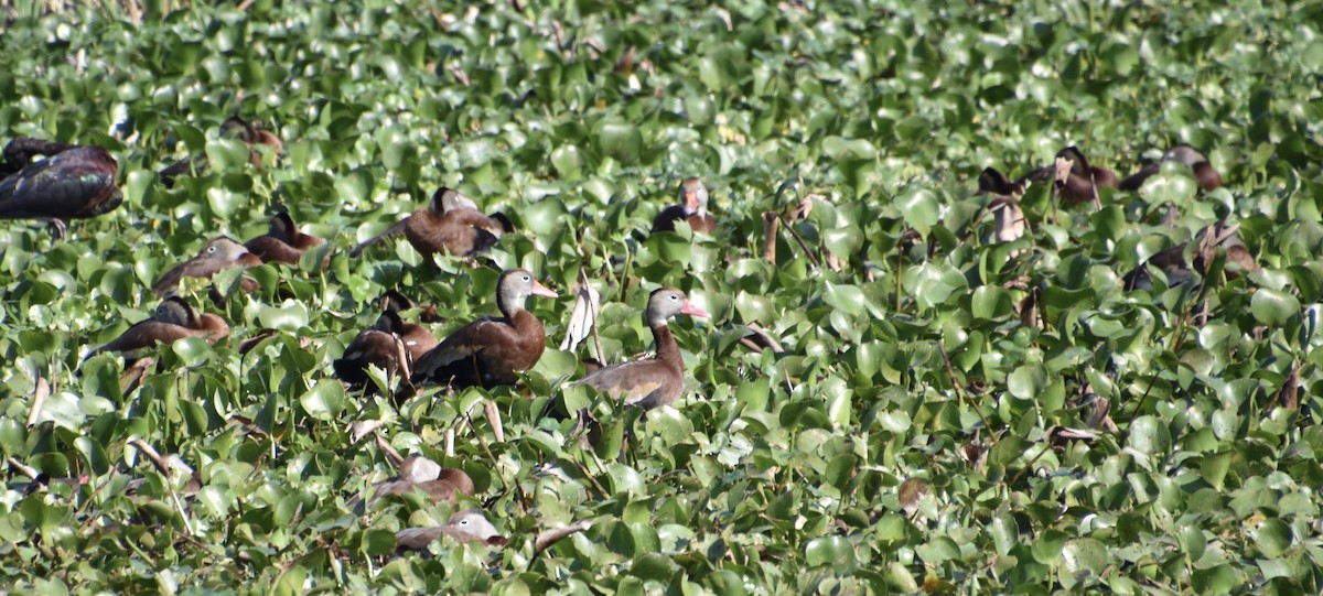 Black-bellied Whistling-Duck - ML646020961