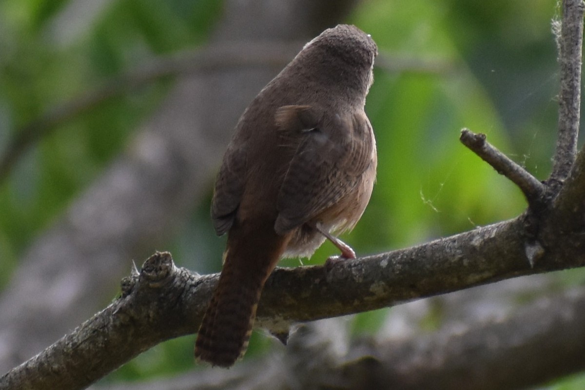 Güneyli Ev Çıtkuşu - ML646020970