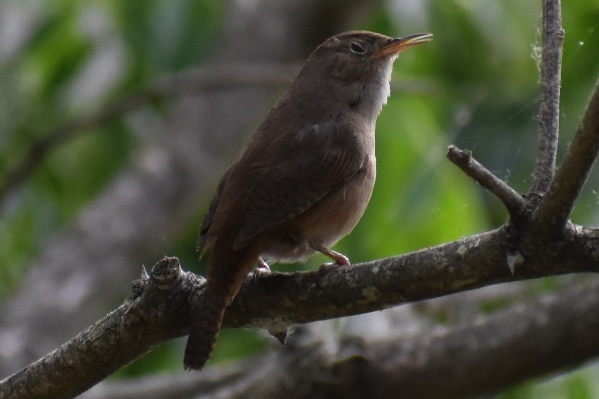 Güneyli Ev Çıtkuşu - ML646020972