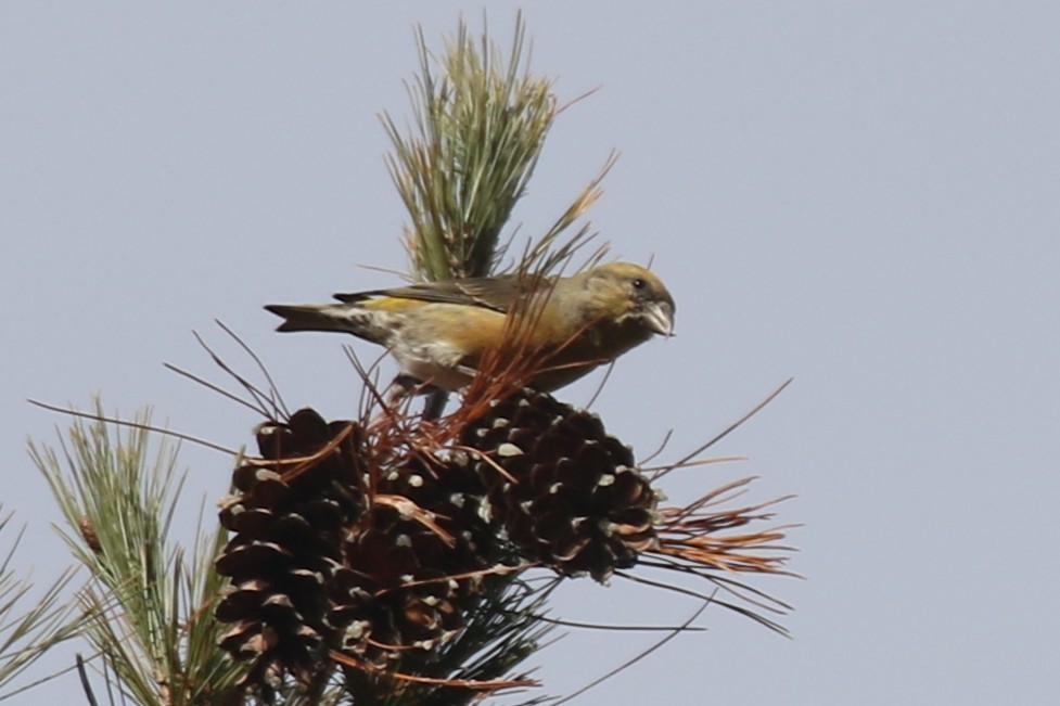 Red Crossbill - ML646020974