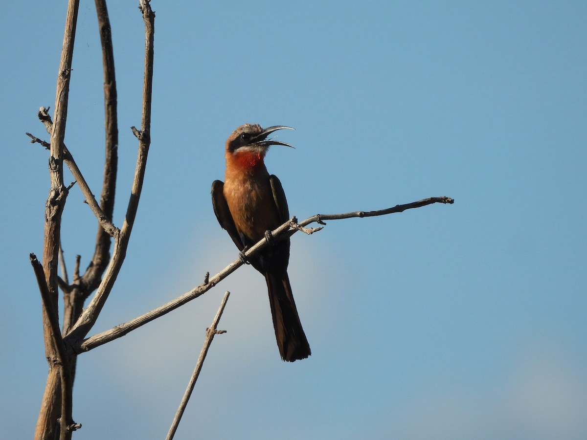 Ak Alınlı Arıkuşu - ML646020975