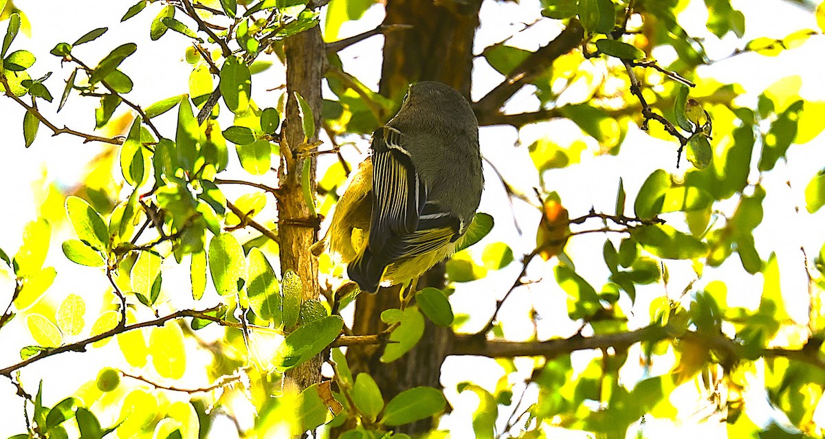 Gözlüklü Çalıkuşu - ML646020976