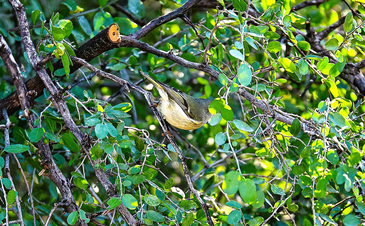Gözlüklü Çalıkuşu - ML646020977