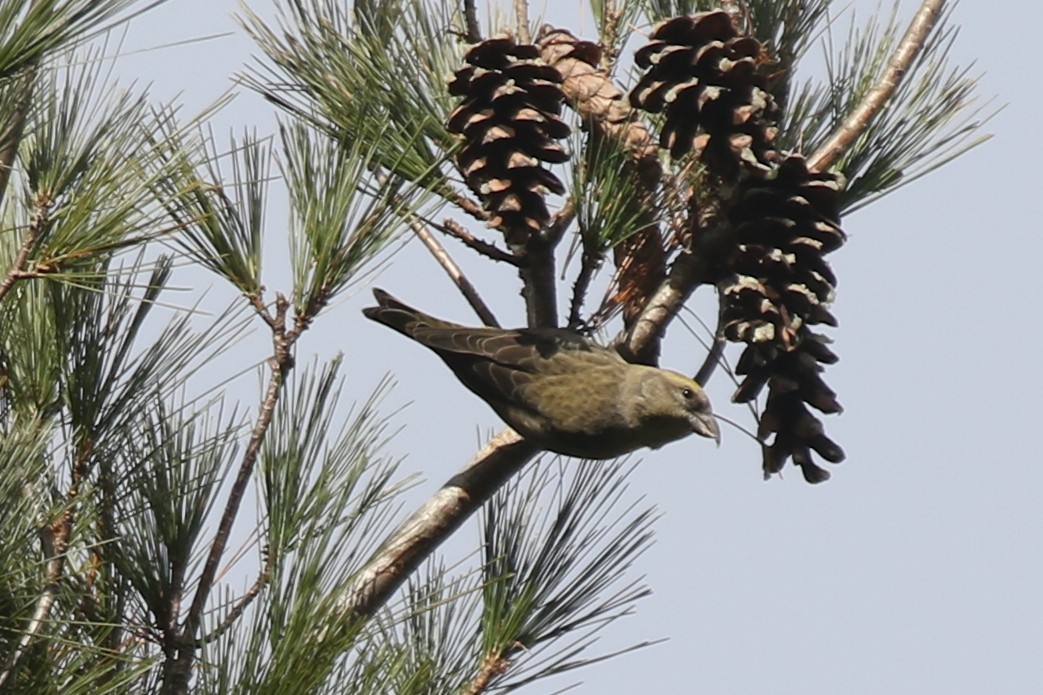 Red Crossbill - ML646020978