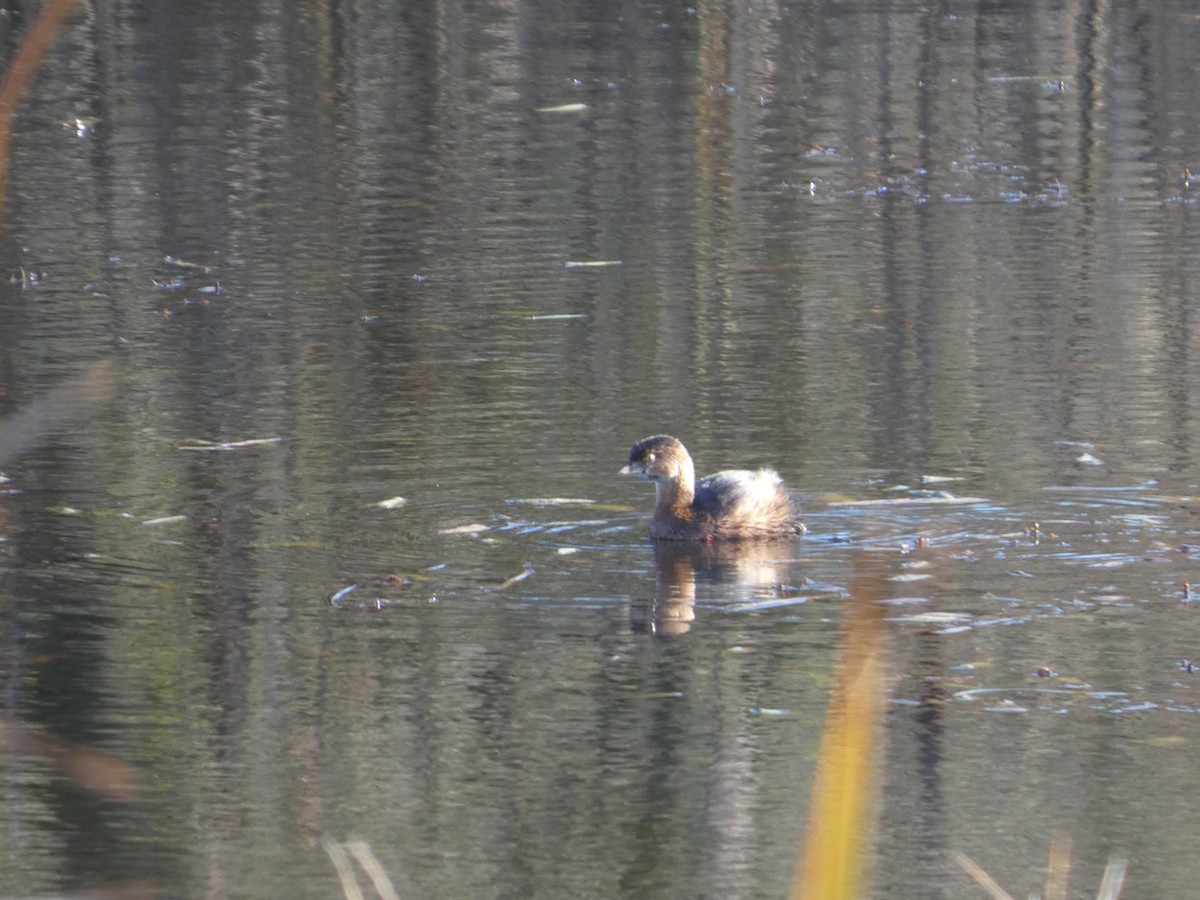 Kalın Gagalı Batağan - ML646020980