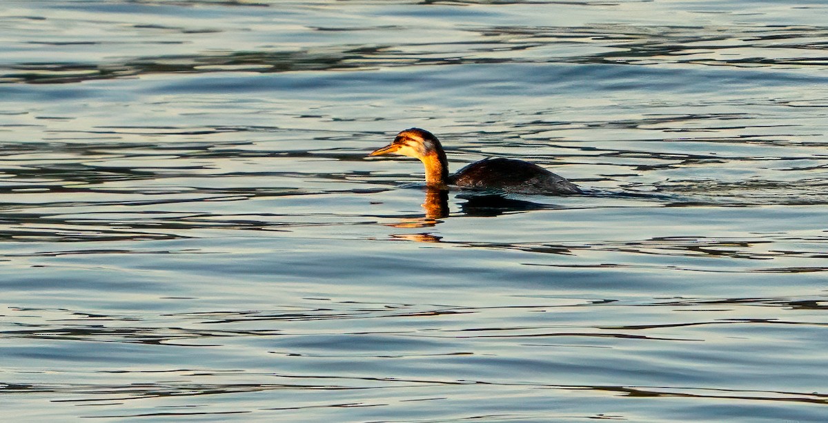 Kızıl Boyunlu Batağan - ML646020981