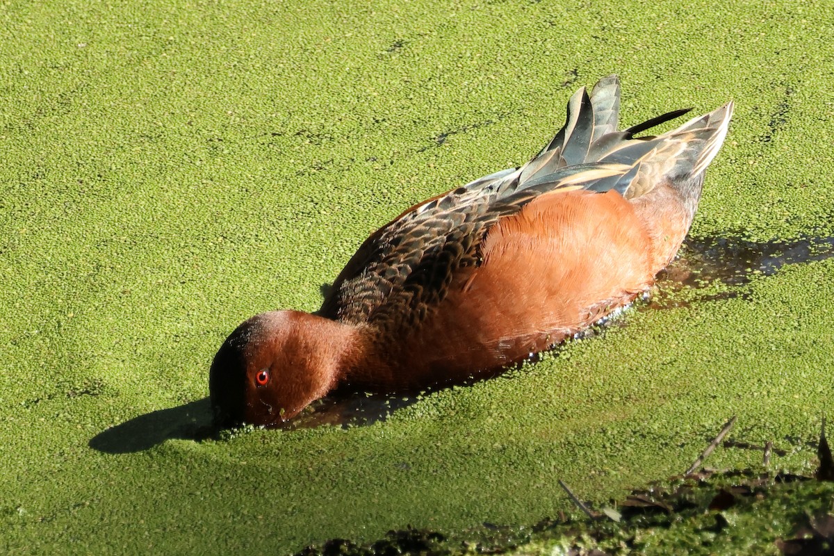 Kızıl Ördek - ML646020983