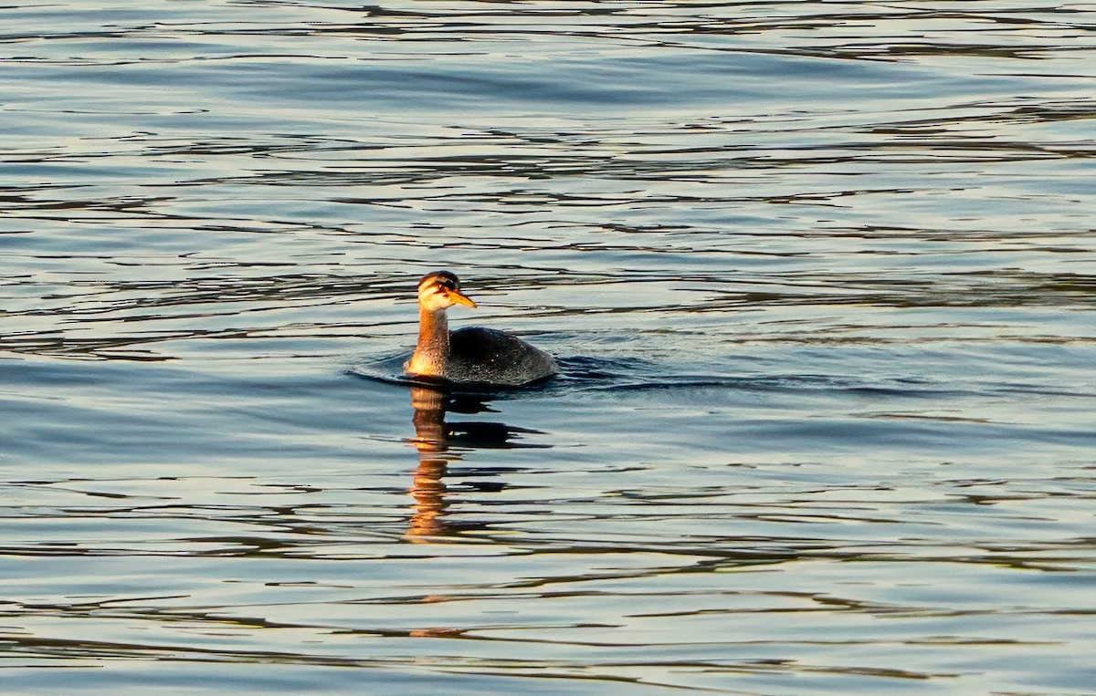 Kızıl Boyunlu Batağan - ML646020985