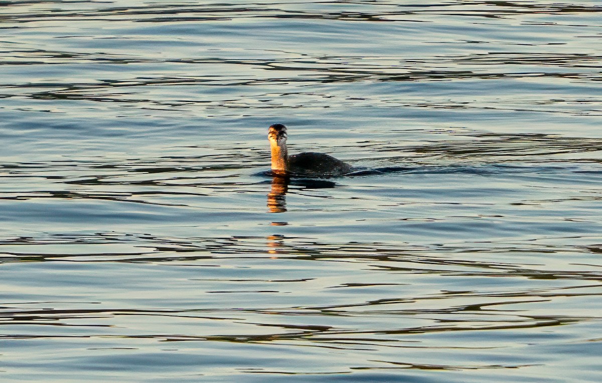 Kızıl Boyunlu Batağan - ML646020987