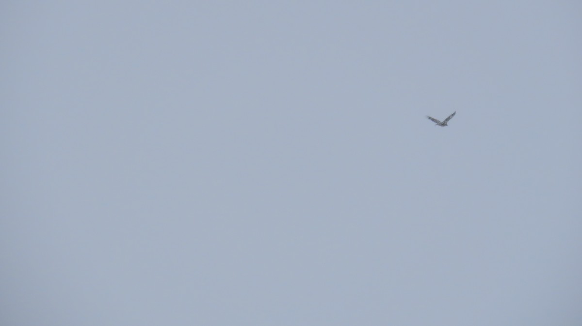 Kaya Kartalı - ML646020988