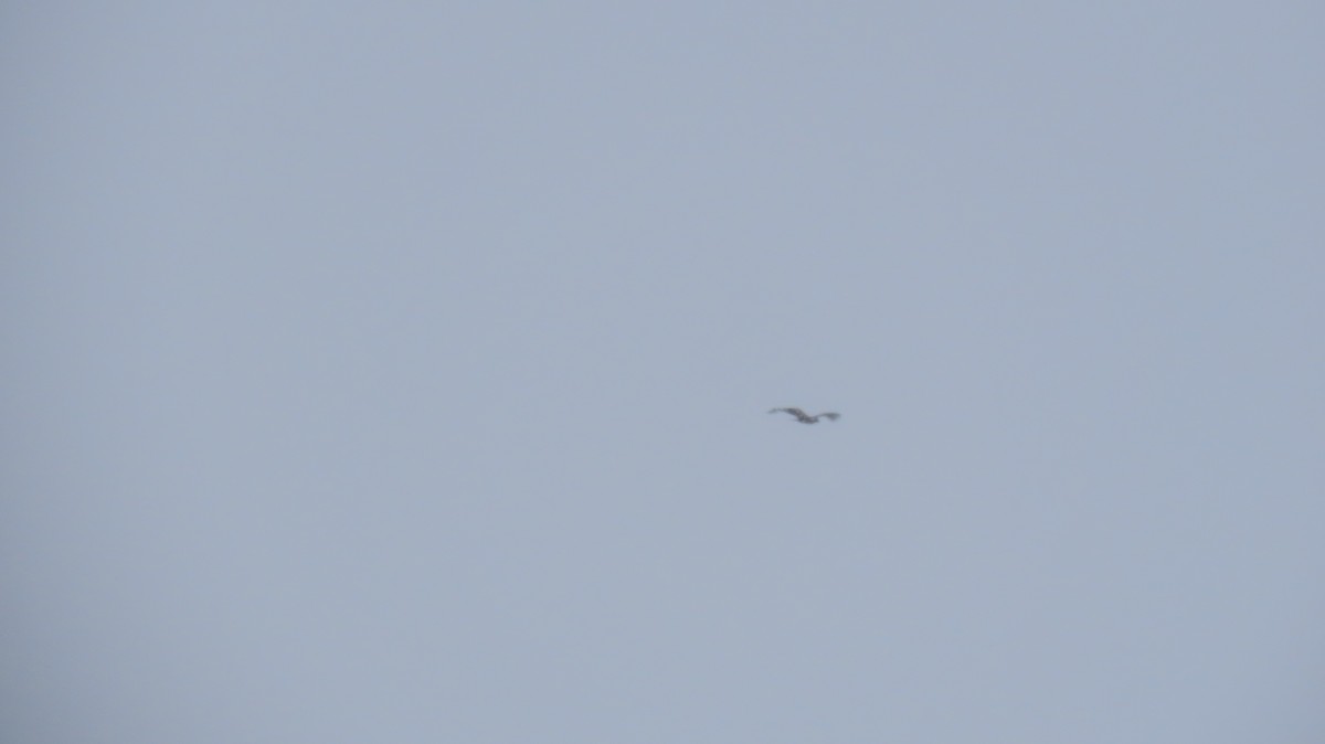 Kaya Kartalı - ML646020989