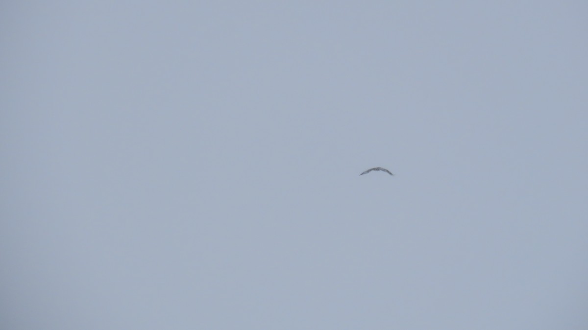 Kaya Kartalı - ML646020990