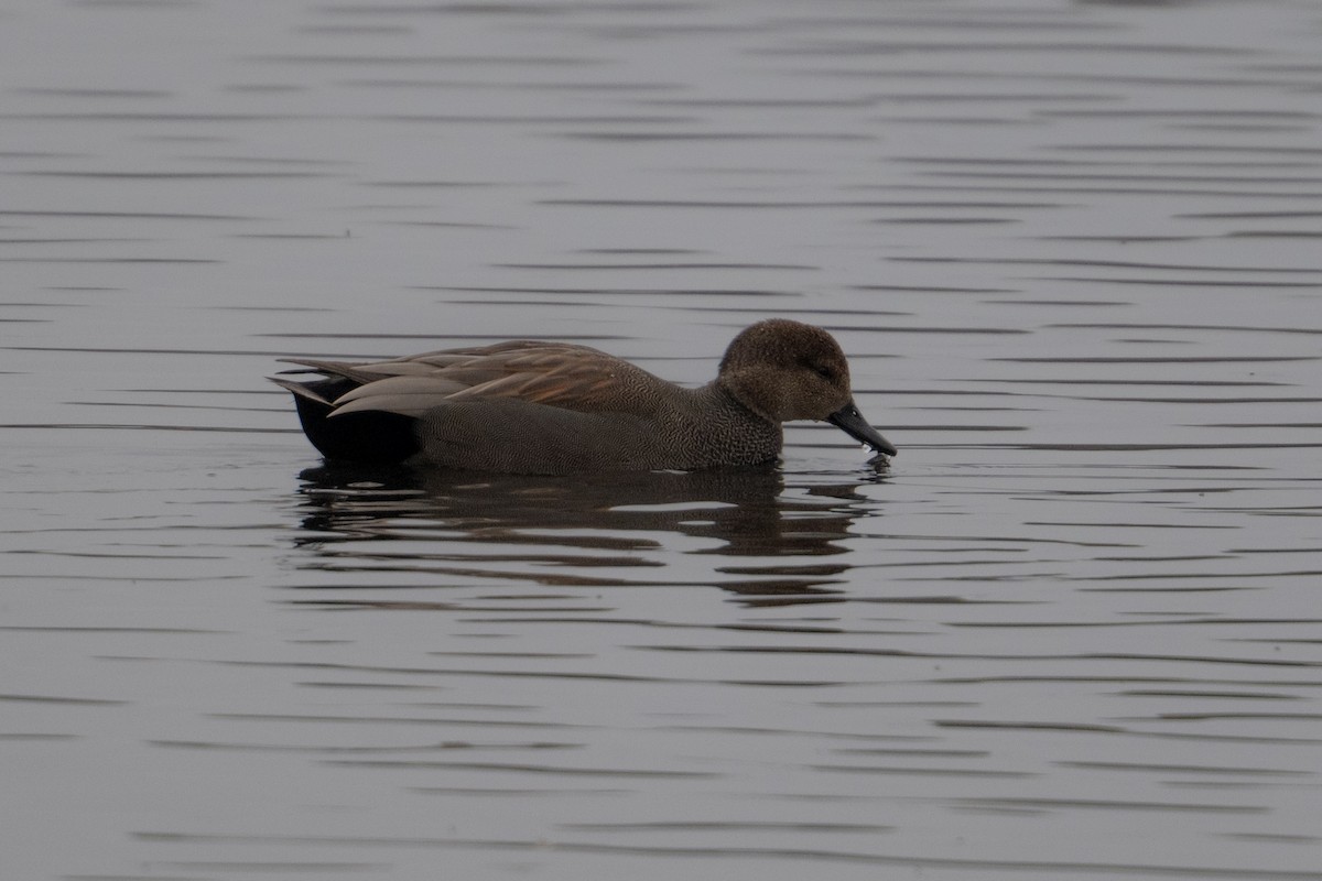 Boz Ördek - ML646020991