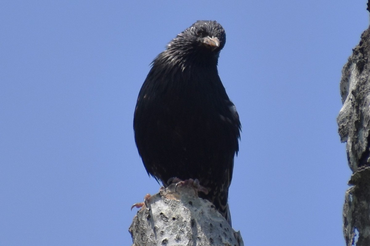 Sığırcık - ML646020992