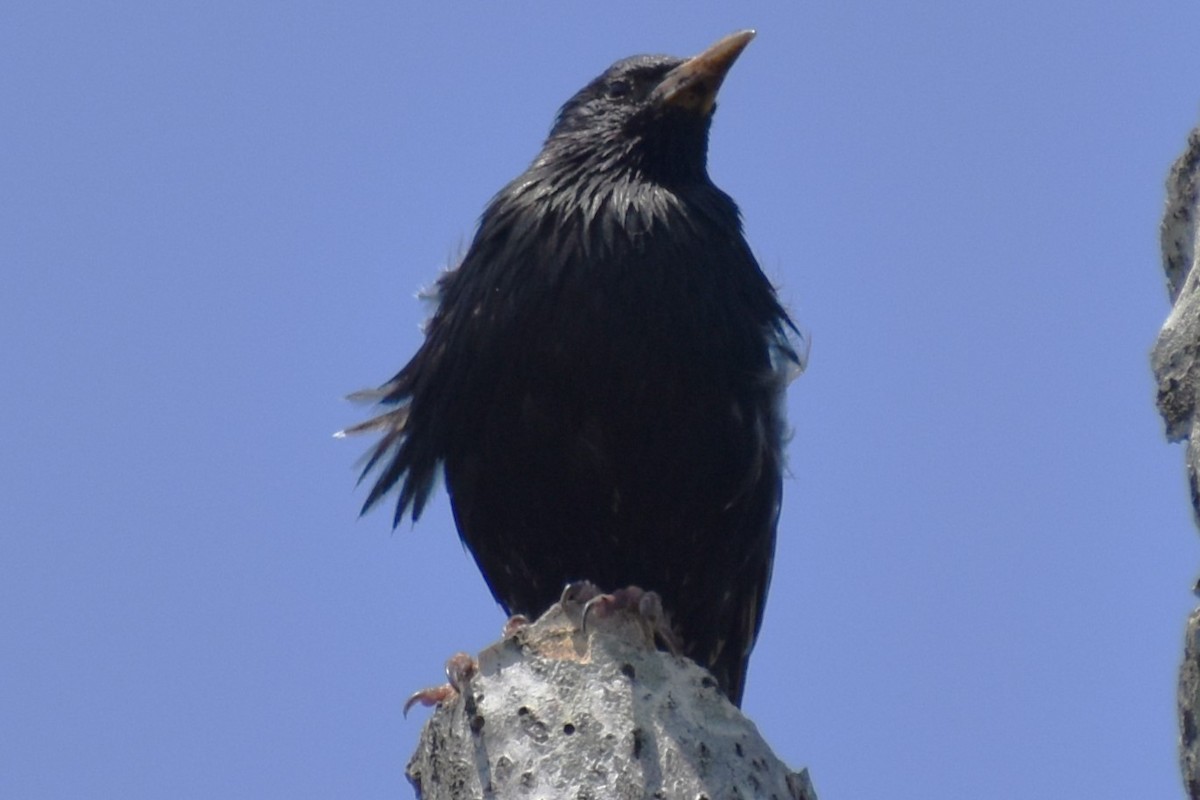 Sığırcık - ML646020993