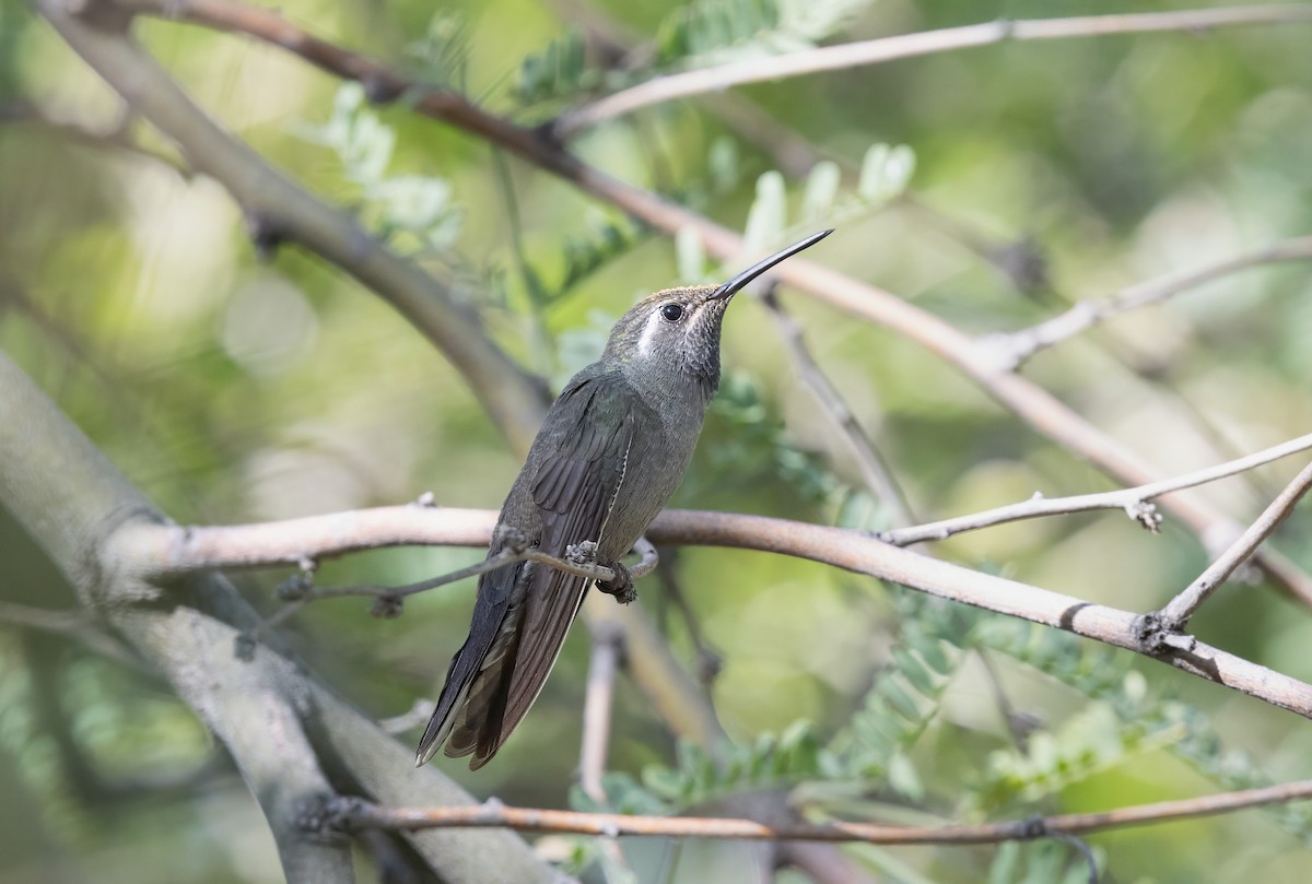 Blue-throated Mountain-gem - ML646020995