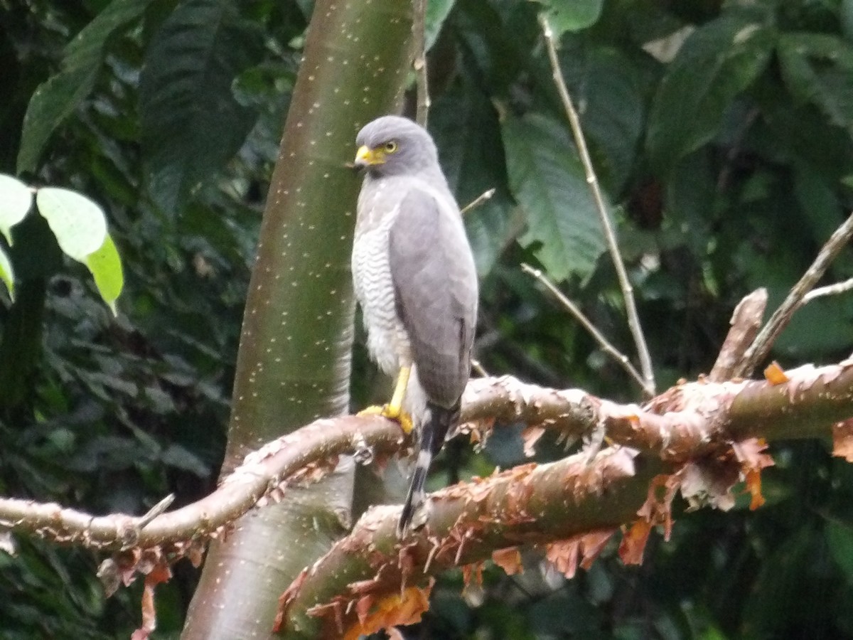 Yol Şahini - ML646020996