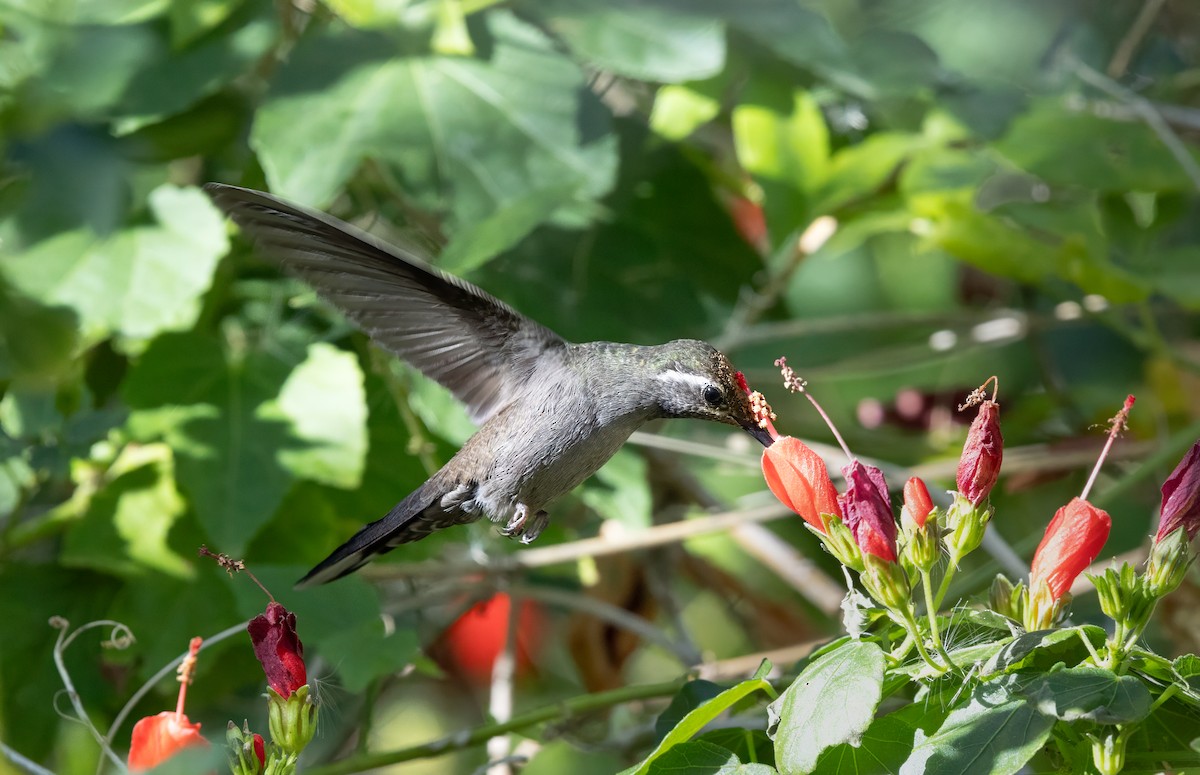 Blue-throated Mountain-gem - ML646020997