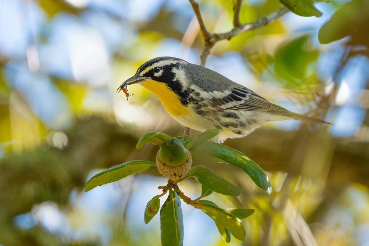 Sarı Gerdanlı Ötleğen - ML646020998