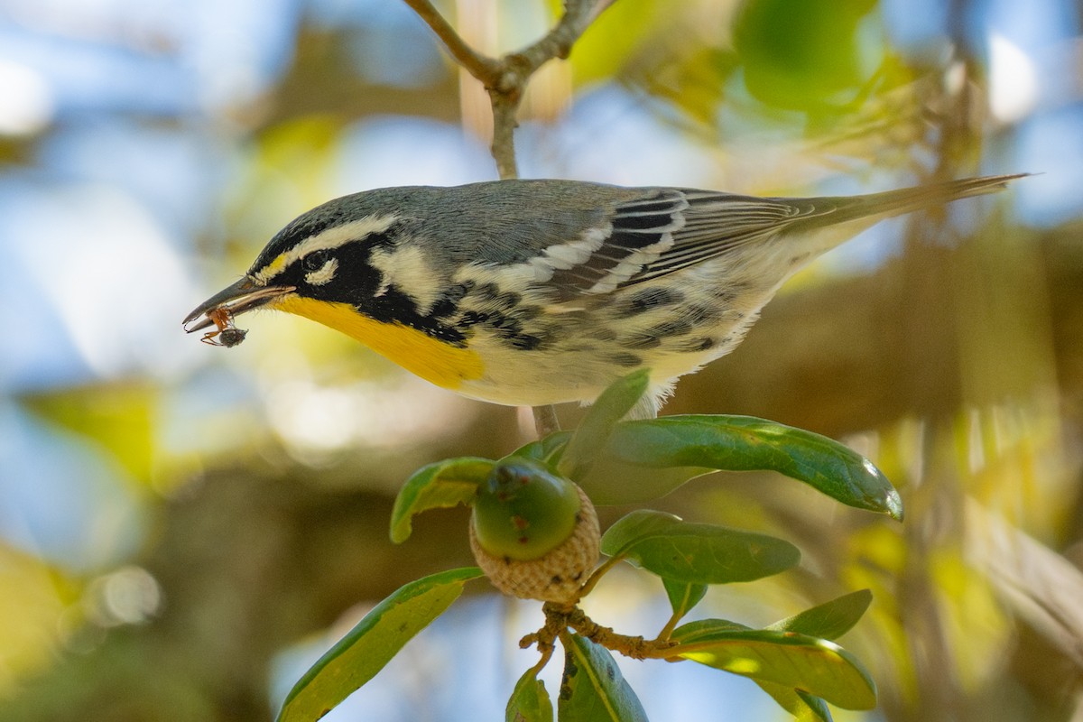 Sarı Gerdanlı Ötleğen - ML646021004