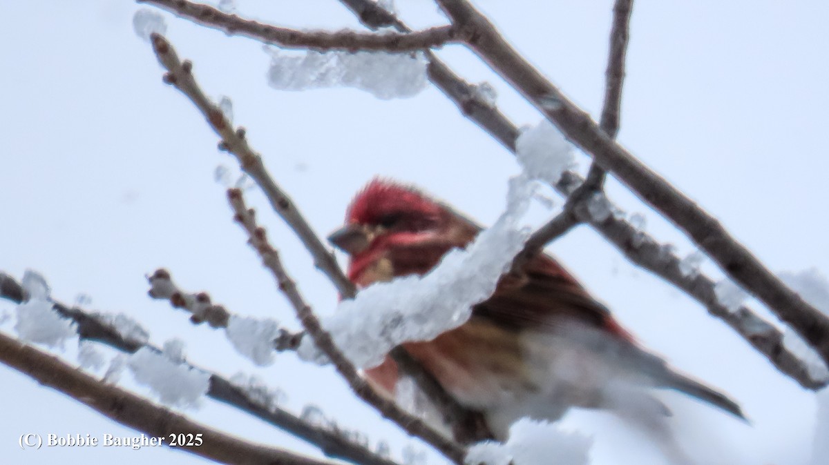 Purple Finch - ML646021005