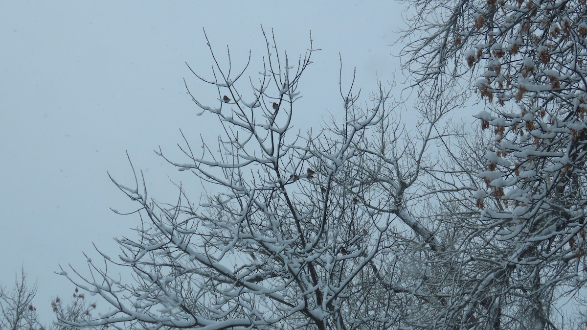 Purple Finch - ML646021006