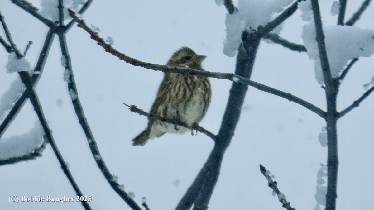 Purple Finch - ML646021007