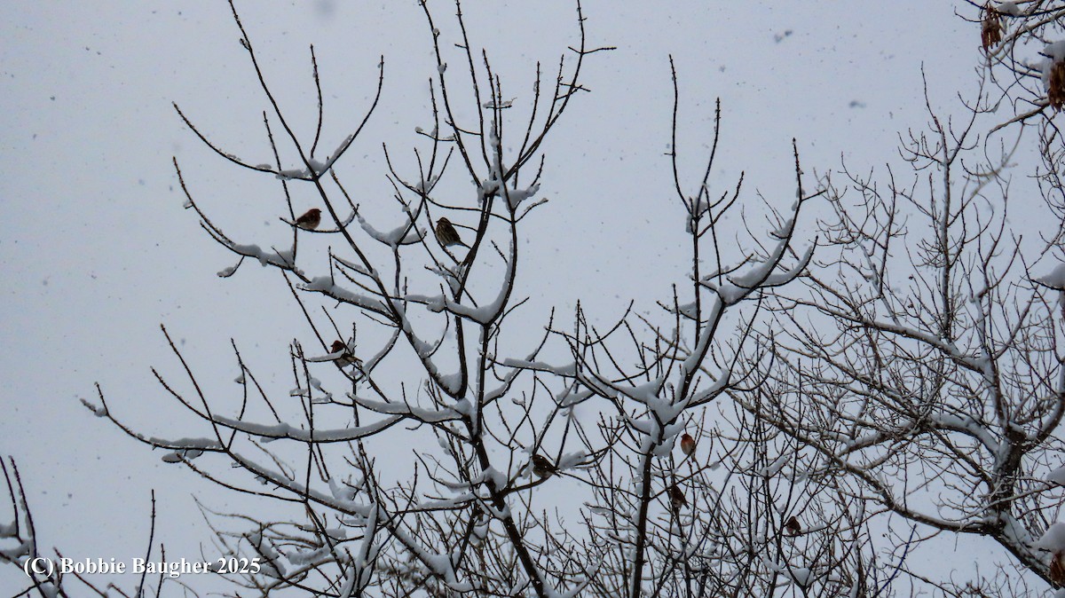 Purple Finch - ML646021008