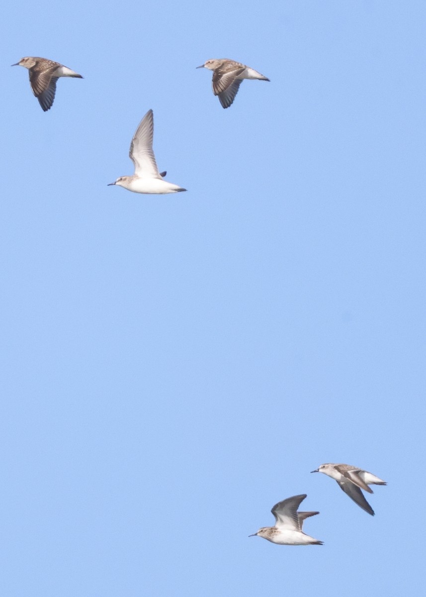 Perdeli Kumkuşu - ML646021009