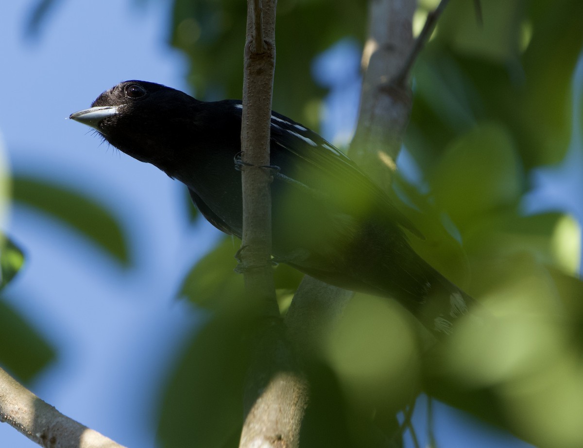 Ak Kanatlı Bekard - ML646021010