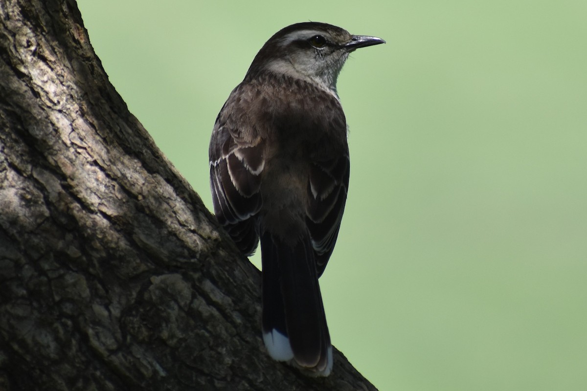 Kampo Taklitçisi - ML646021011