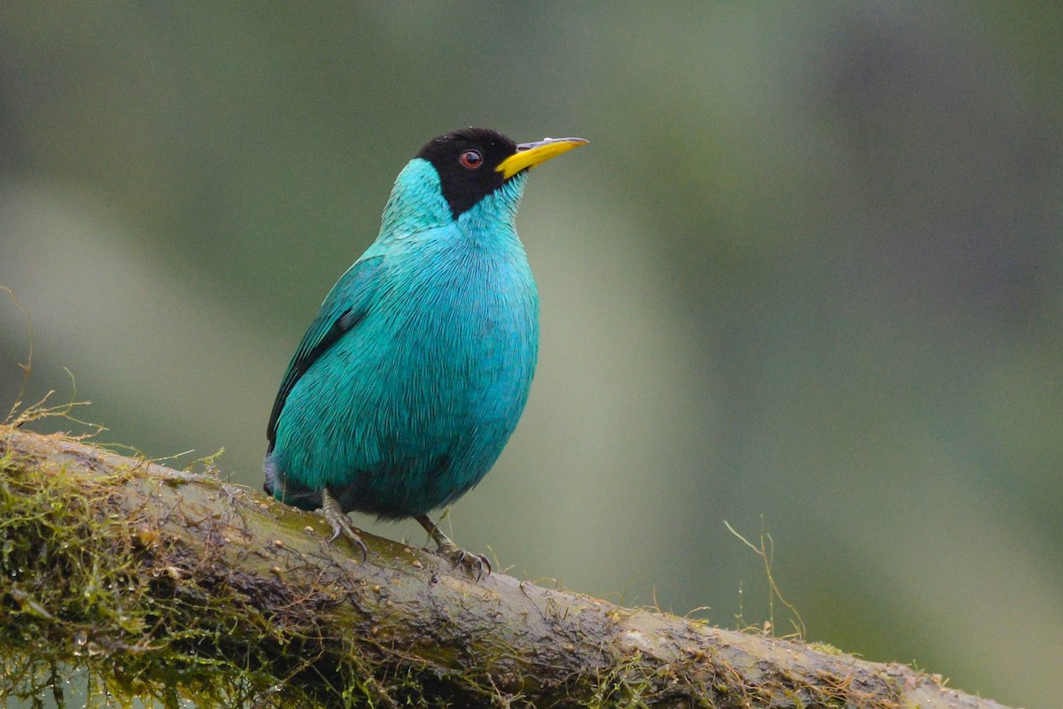 Yeşil Balkuşu - ML646021013