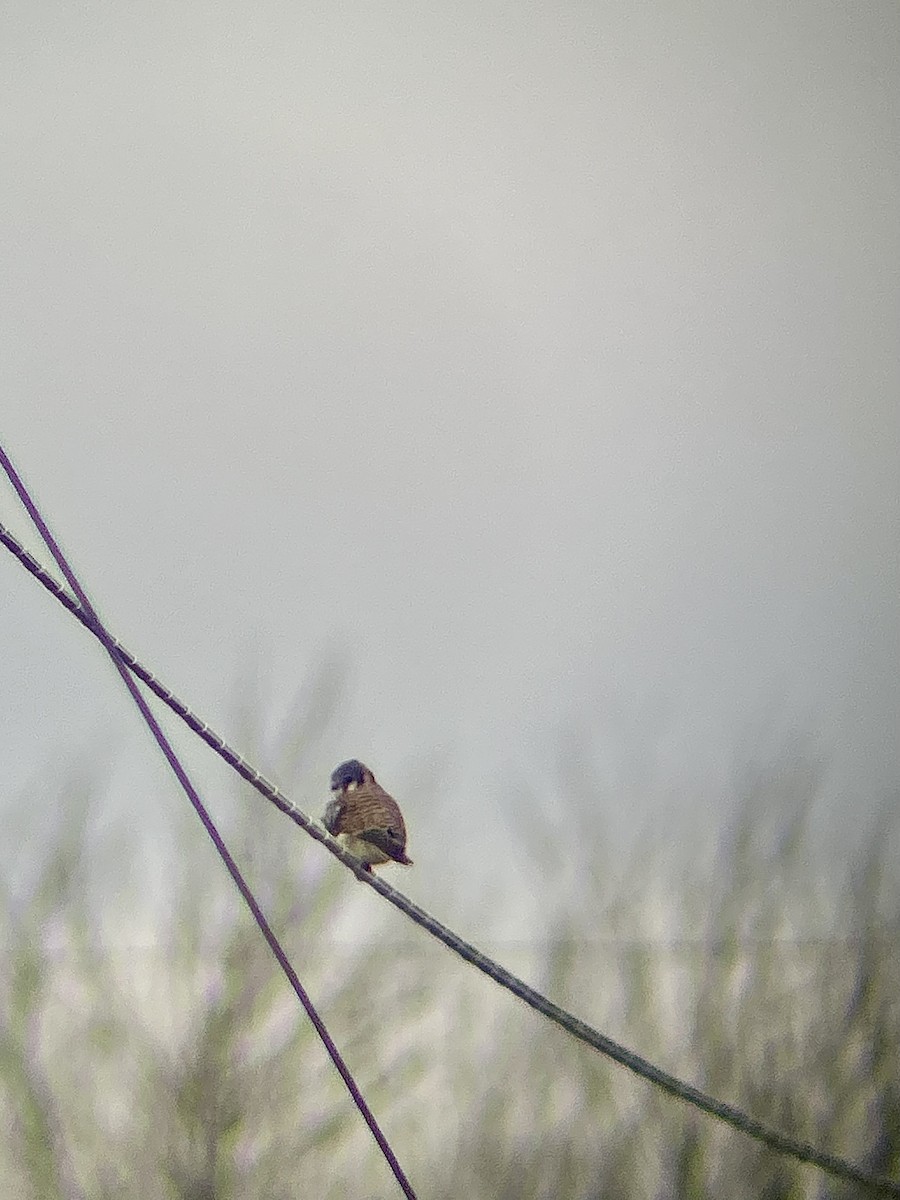 American Kestrel - ML646021024