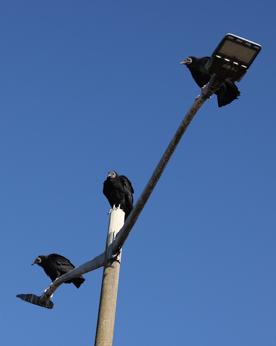 Black Vulture - ML646021029