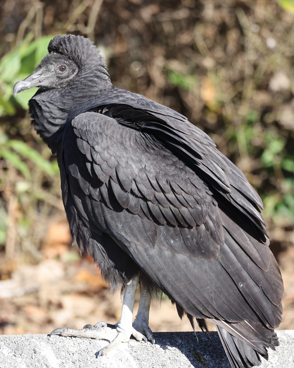 Black Vulture - ML646021030