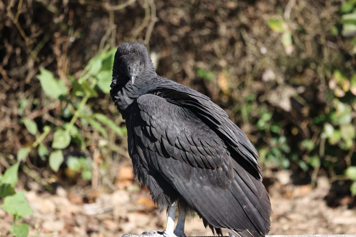 Black Vulture - ML646021032