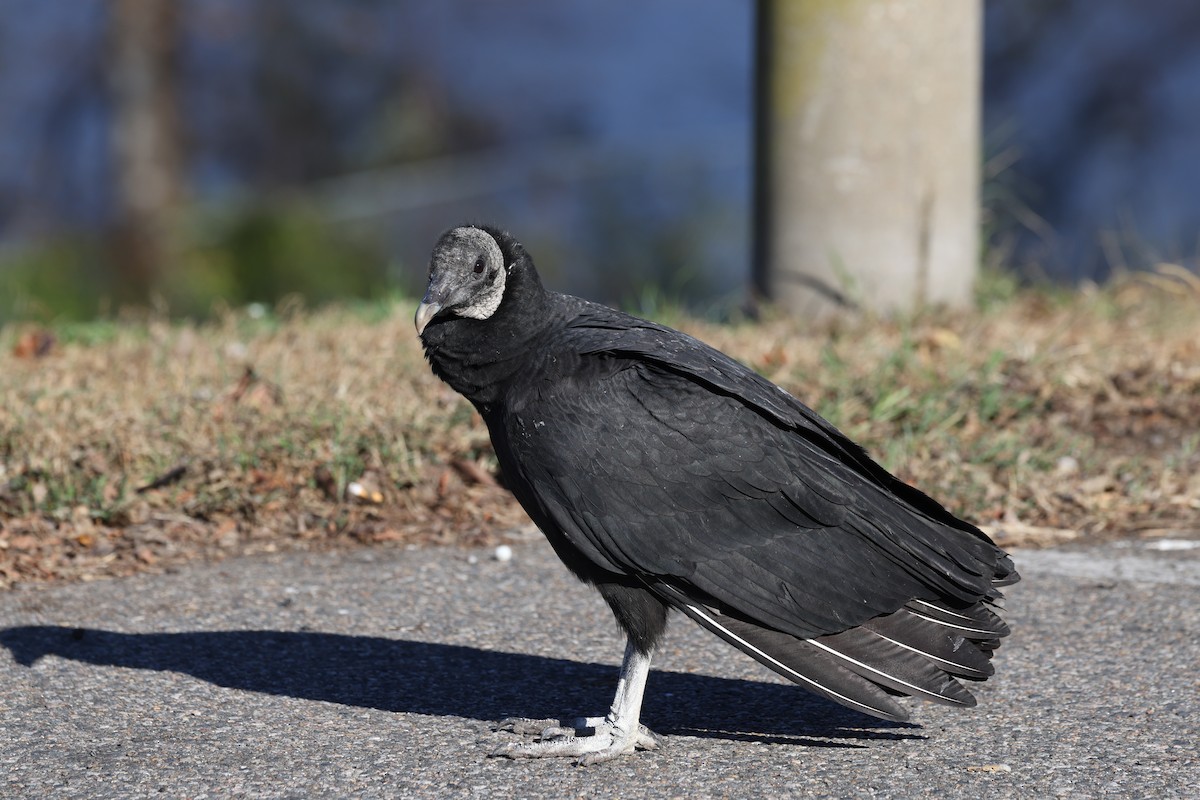 Black Vulture - ML646021033