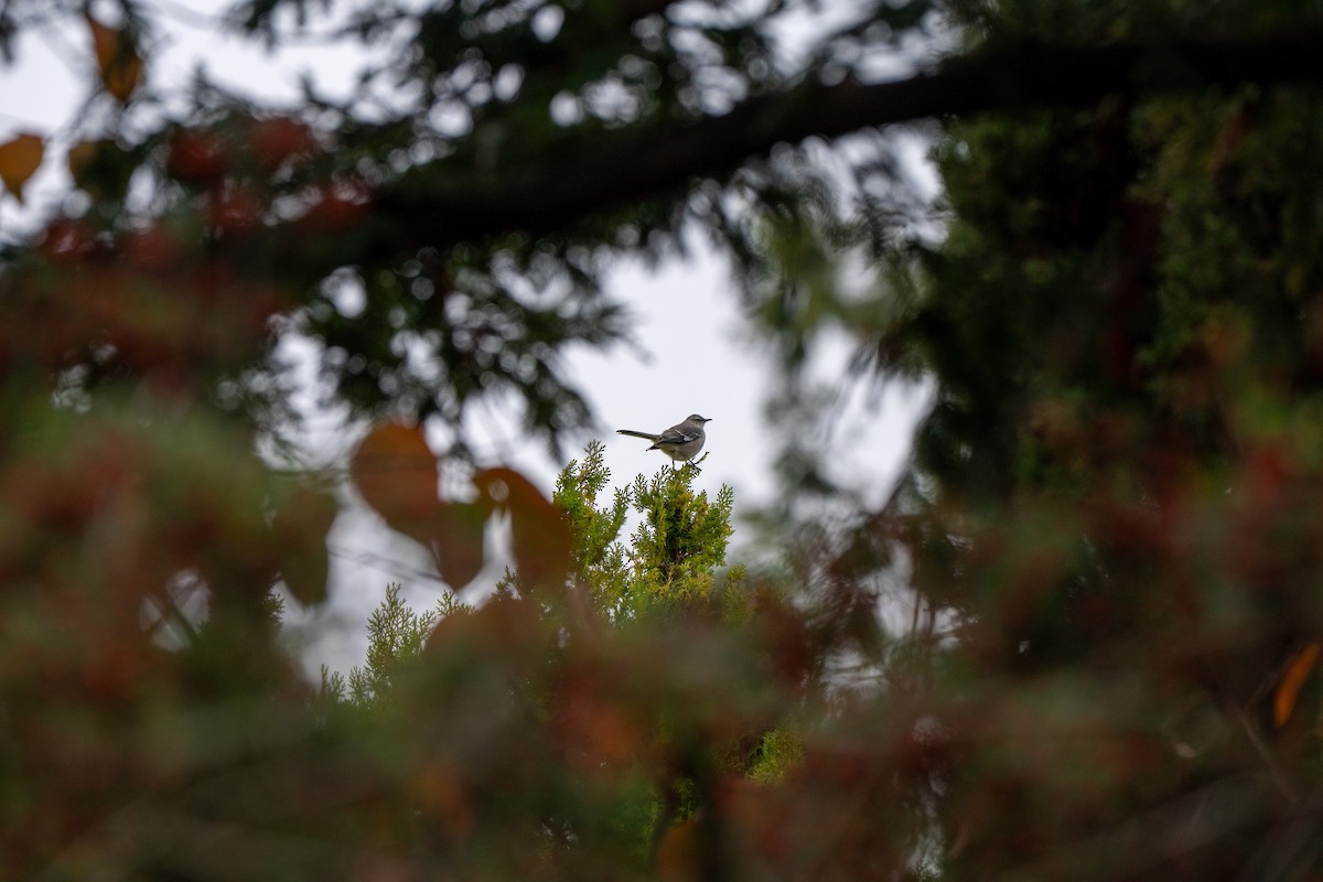 Sinsonte Norteño - ML646021034