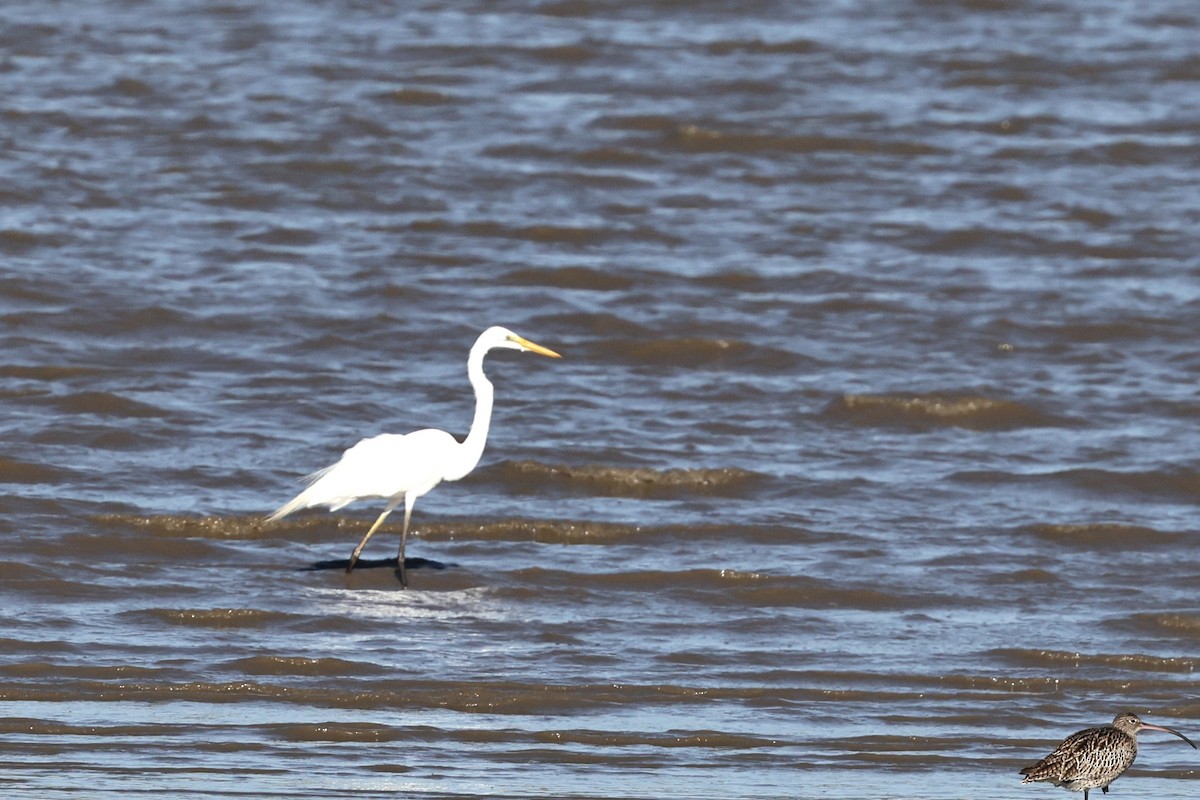 Garceta Grande - ML646021058