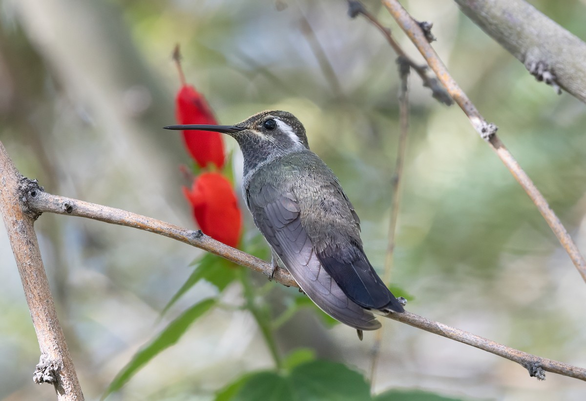 Blue-throated Mountain-gem - ML646021061