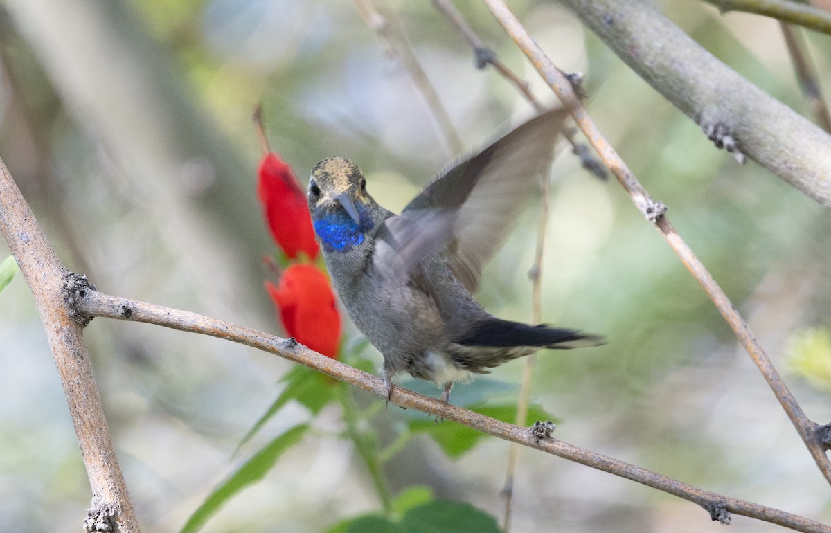 Blue-throated Mountain-gem - ML646021062