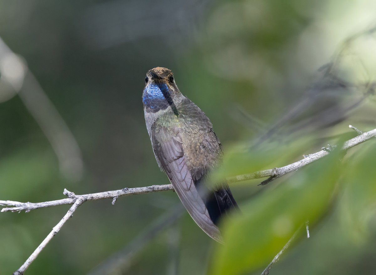 Blue-throated Mountain-gem - ML646021063