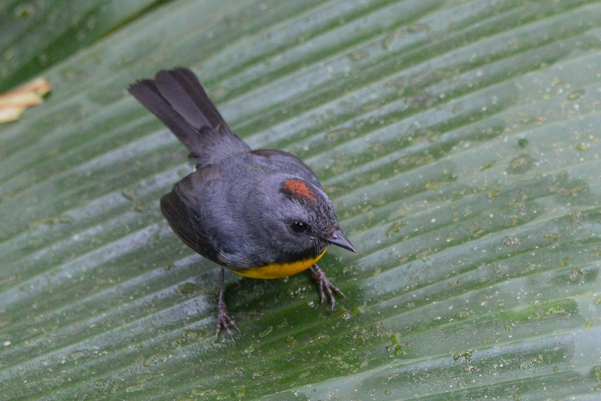 Slate-throated Redstart - ML646021072