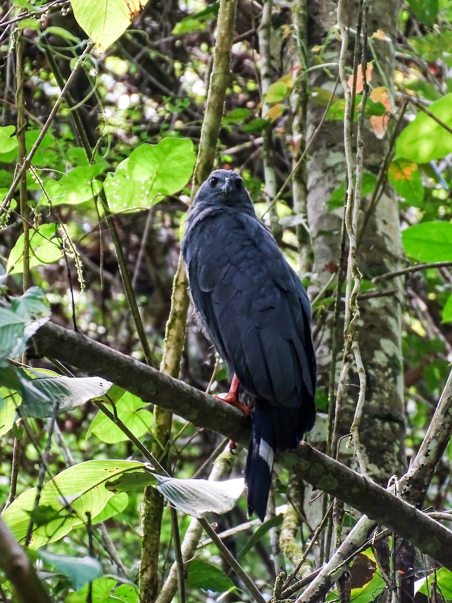 Яструб-довгоніг - ML646021073