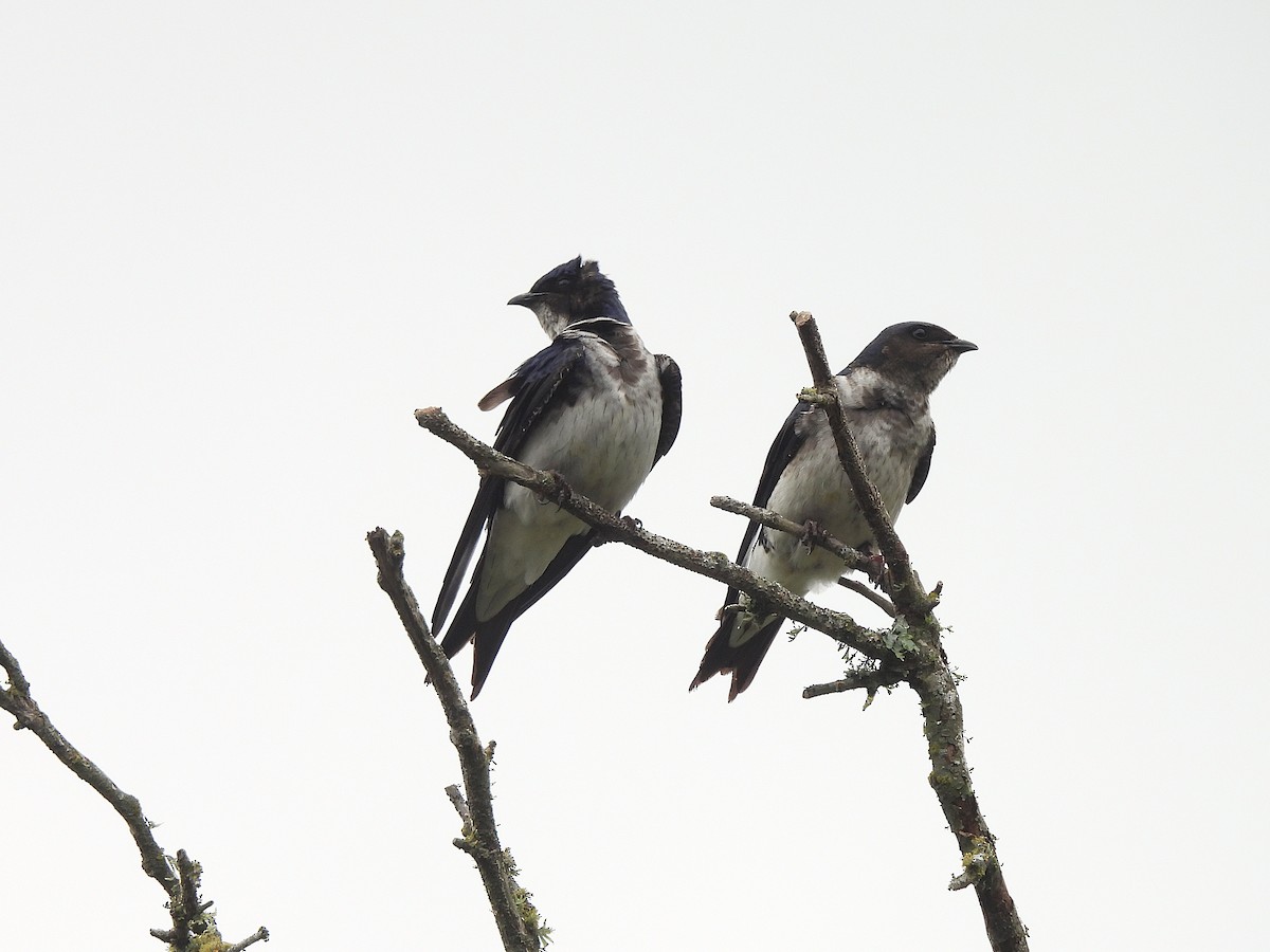 Gray-breasted Martin - ML646021075